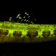 Illustration for article titled These new species of biofluorescent fish are beautifully strange